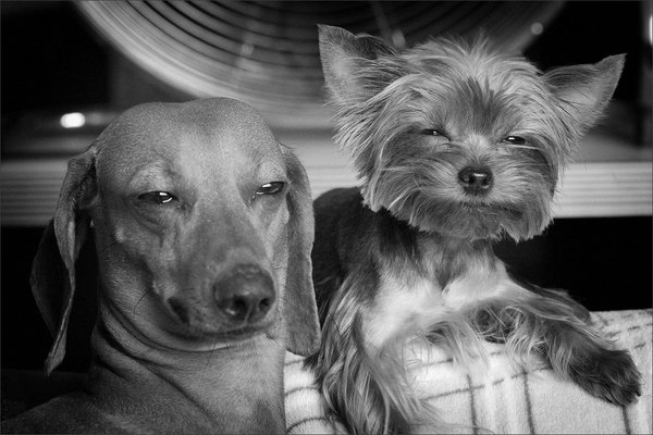Stoned pets