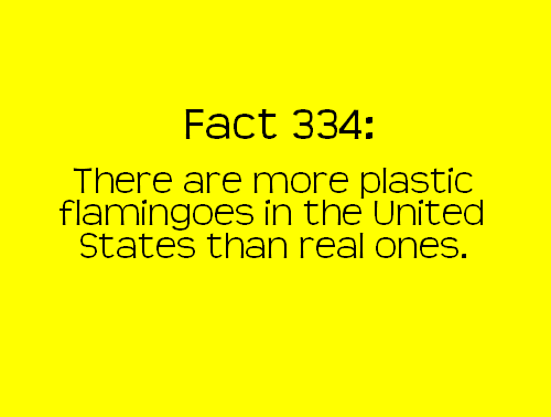 happiness - Fact 334 There are more plastic flamingoes in the United States than real ones.