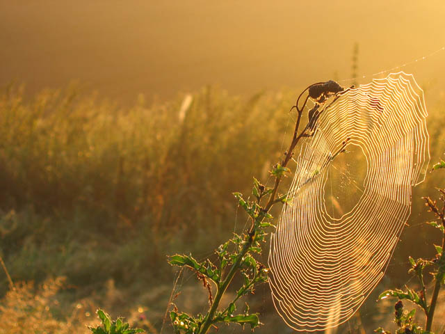 Amazing spider webs