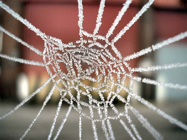 Amazing spider webs