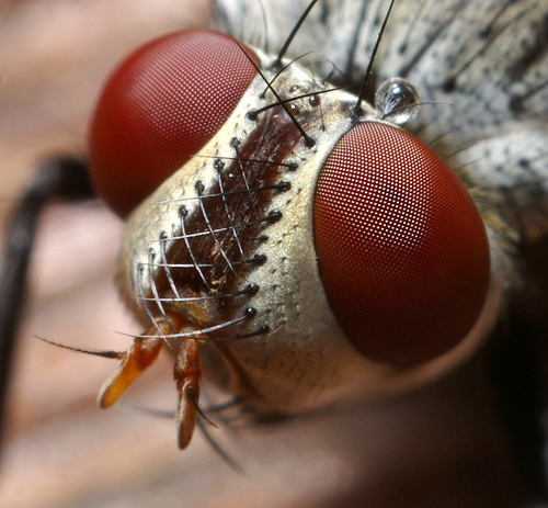 Bug eyes