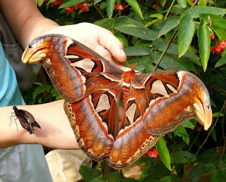 A huge butterfly