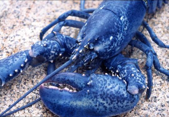 rare lobsters