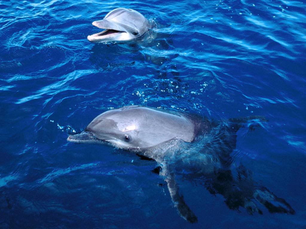 Dolphins have names for each other.