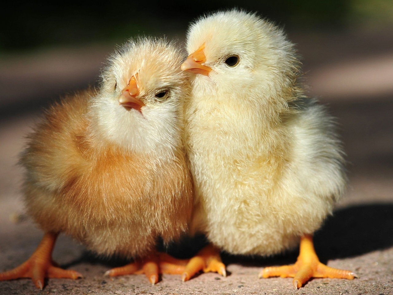 Chicks talk to each other from inside their eggs.