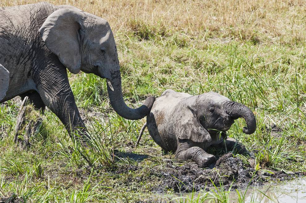 Elephants experience empathy among themselves and other species of animals.