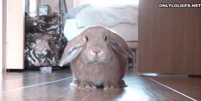 When rabbits do a little twisty shimmy out of excitement, it's called a "binky."