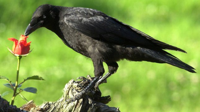 Crows play pranks on each other, just for fun!