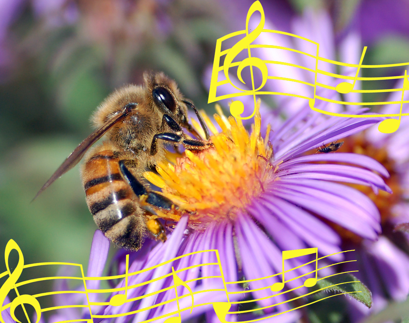 Honey bees communicate by dancing.