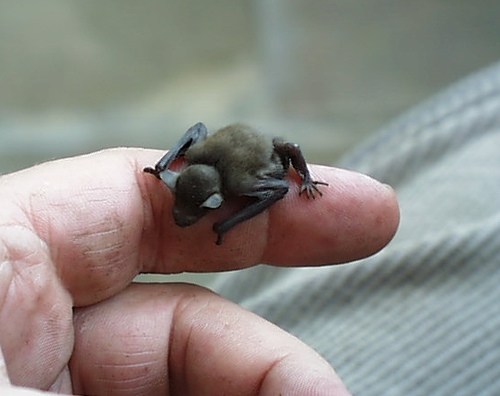 This little guy is a Bumblebee Bat, the world's smallest bat.