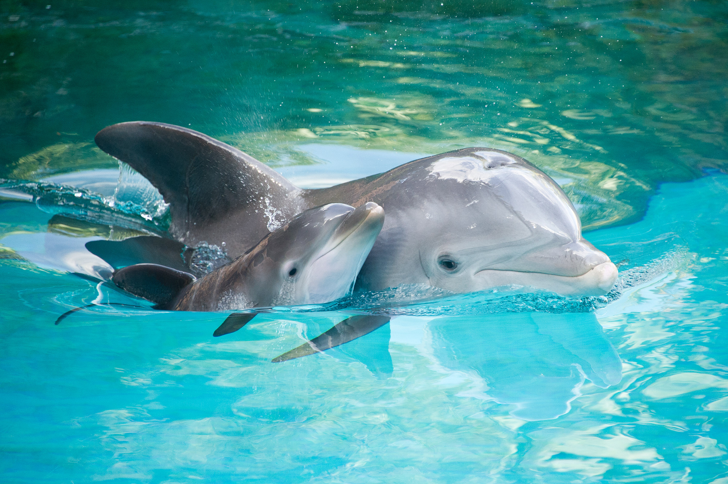 Dolphins are known to save humans' lives.