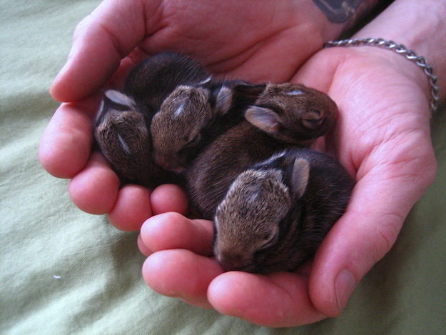 A group of bunnies is called a "fluffle."