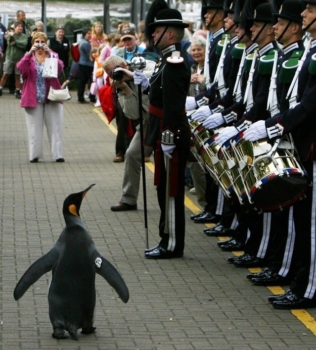Norway once knighted a penguin.