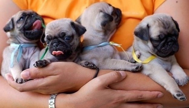 A group of pugs is called a "grumble."