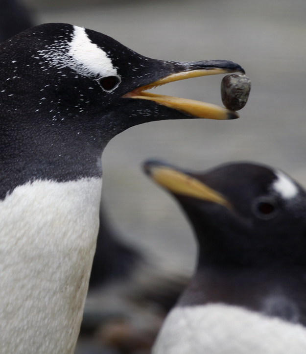 Gentoo penguins propose to their mates with a pebble.