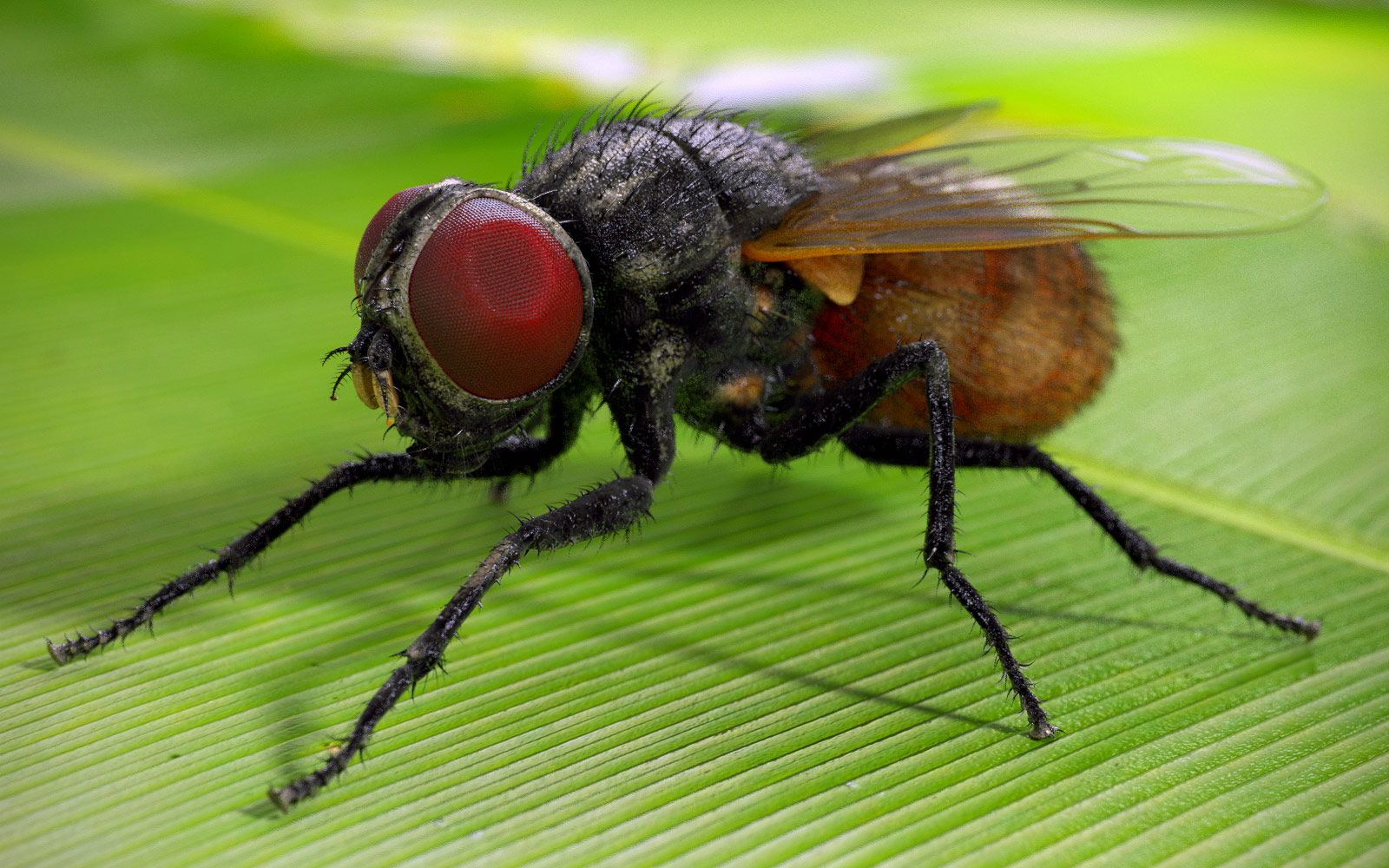 Houseflies are musical, and never are out of tune. Bonus: They're always in the key of "F".