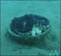 Octopi have been known to make "gardens" by collecting and arranging rocks and shiny things.