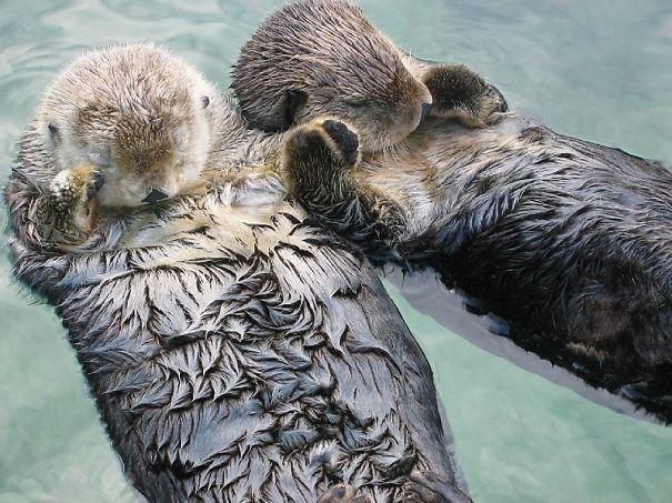 Otters hold hands while they sleep so they don't drift away from each other.