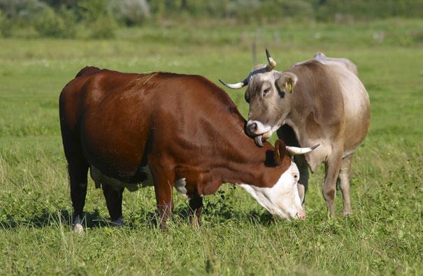 Cows often have best friends.