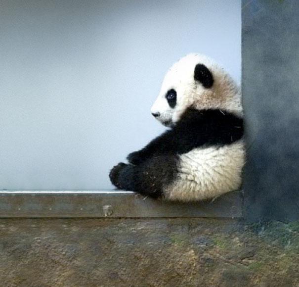 A newborn panda weighs about as much as a single cup of tea.