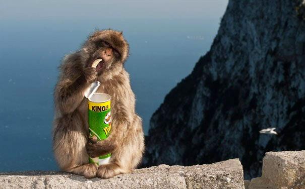 Macaques in Japan know how to use vending machines, and buy things from them using coins that they've found.