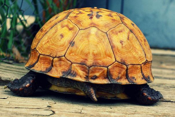 Turtles have the ability to breath through their butts.