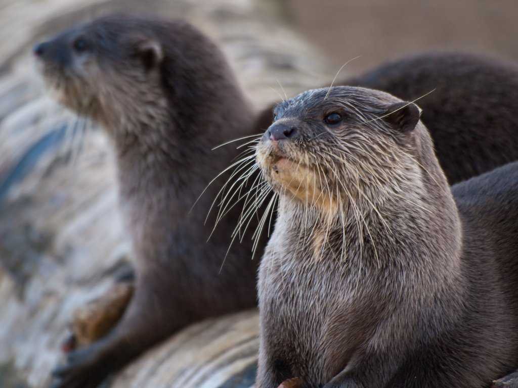 Otters have a skin flap "pocket" where they carry their favorite rock.