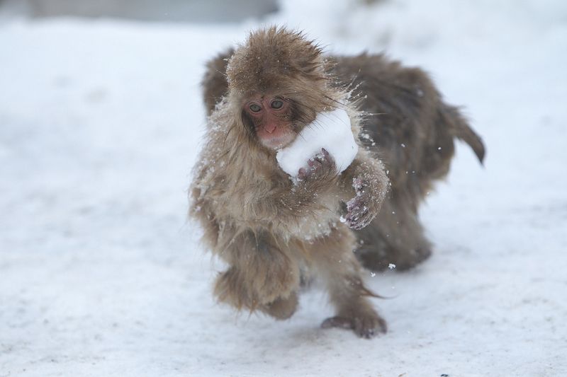 Young Japanese Macaques are known to make snowballs for fun.