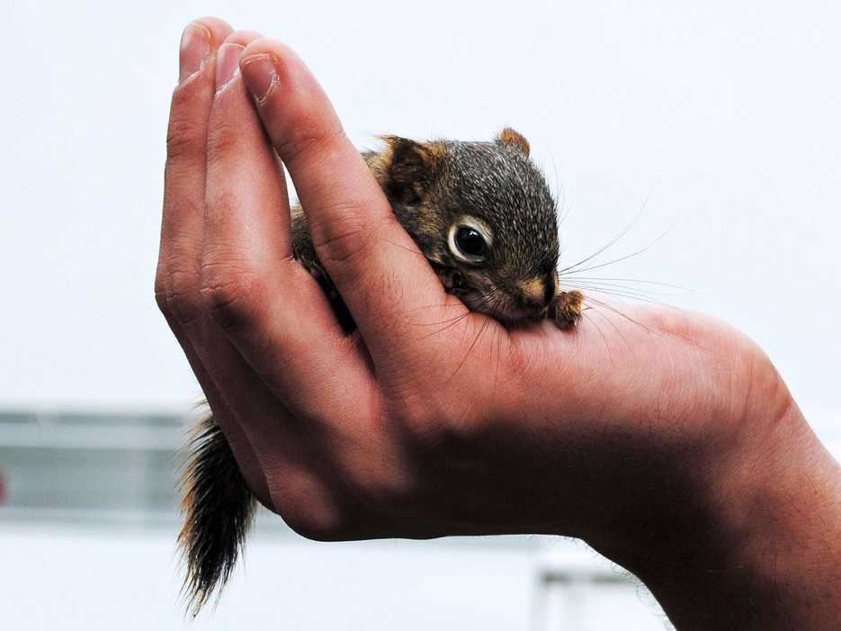 Squirrels adopt abandoned babies if its parents are gone.
