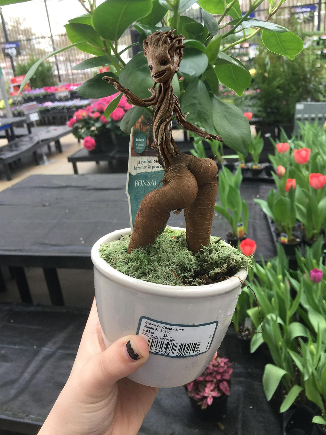 reddit memes - things that look like butts - indoor A symbol harmony & peace Bonsai Grown by Costa Farms Miami Fl 33170 0.53 pt 4.00in Bonsai Mini In Ser 250 L 22532 | 32021