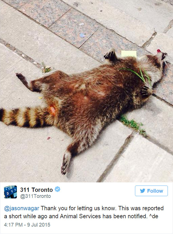 That Time a Dead Raccoon In Canada Became A Viral Sensation