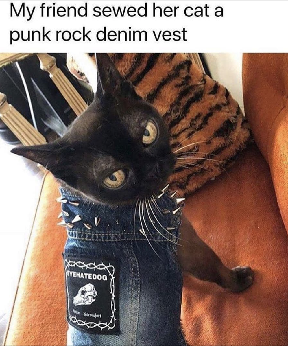 cat denim vest - My friend sewed her cat a punk rock denim vest Desca Tyehatedoo