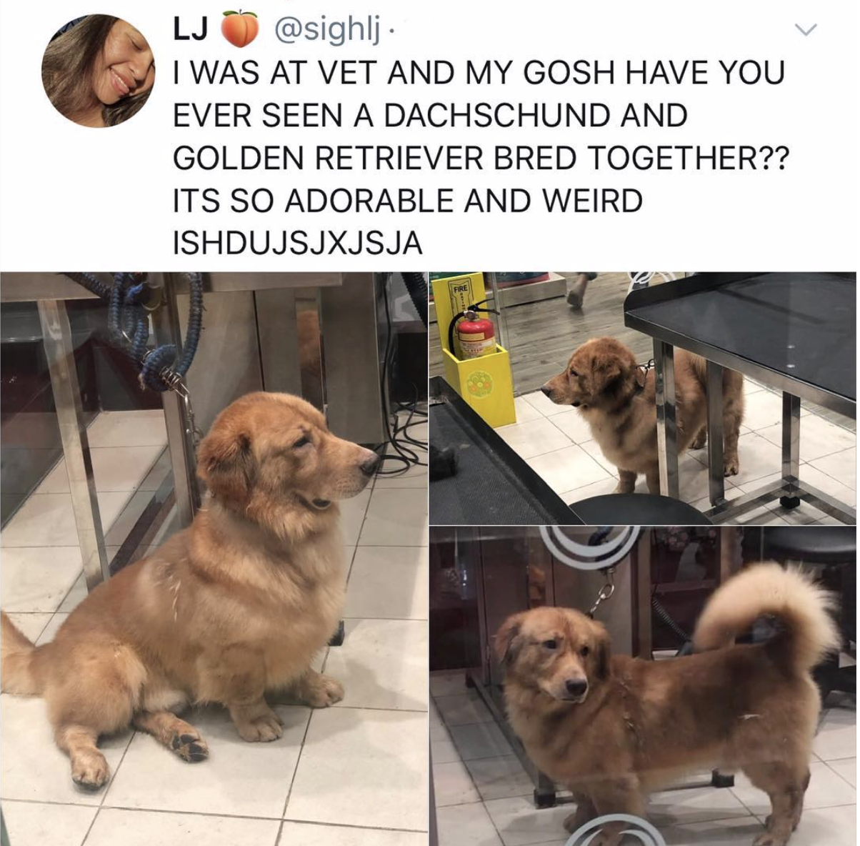 golden dachshund - Lj I Was At Vet And My Gosh Have You Ever Seen A Dachschund And Golden Retriever Bred Together?? Its So Adorable And Weird Ishdujsjxjsja