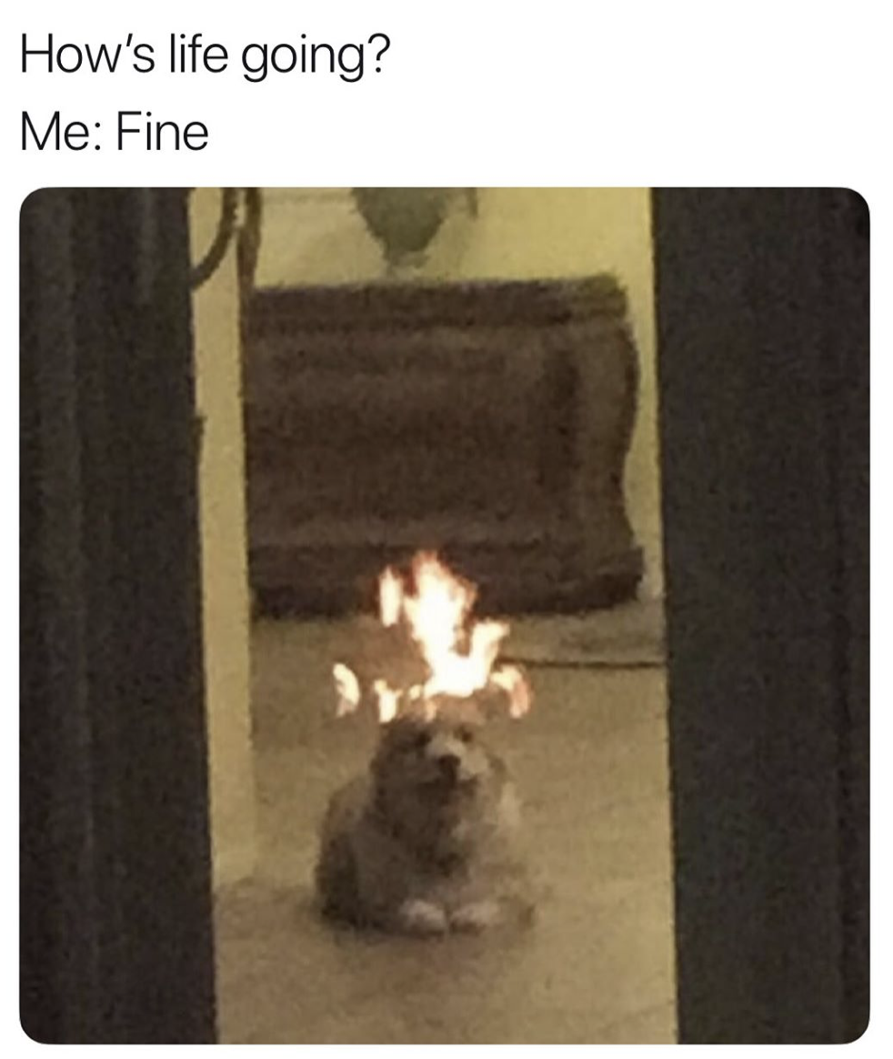 dog on fire - How's life going? Me Fine