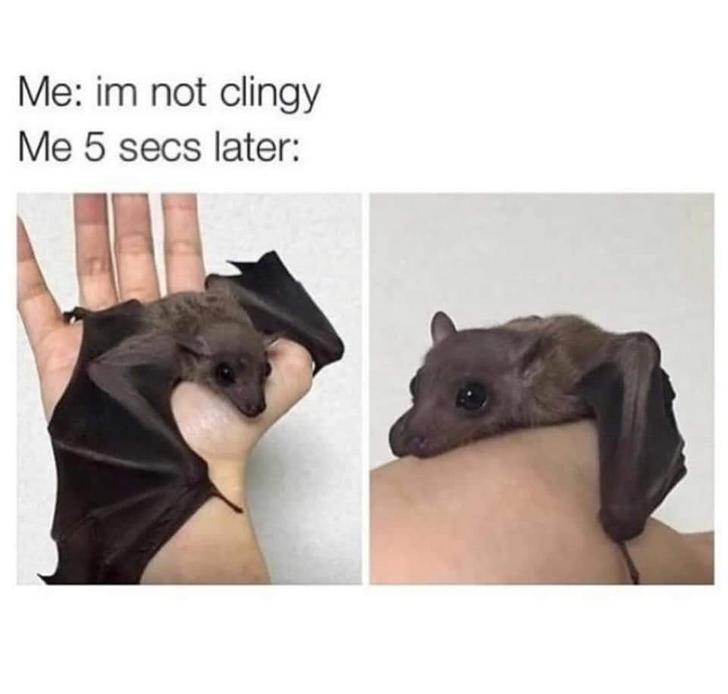relationship meme - baby bat - Me im not clingy Me 5 secs later
