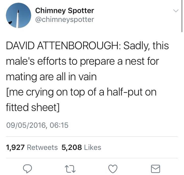 relationship meme - Chimney Spotter David Attenborough Sadly, this male's efforts to prepare a nest for mating are all in vain me crying on top of a halfput on fitted sheet 09052016, 1,927 5,208