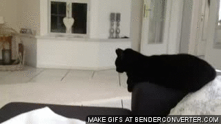 Gift Of Gifs