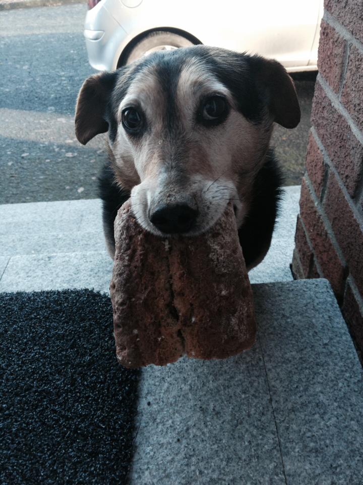 Old dog sharing his food...