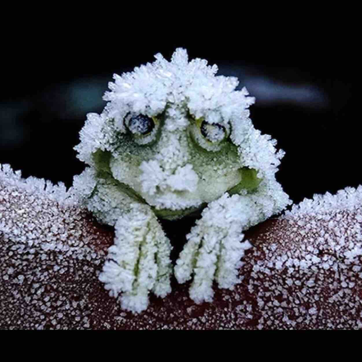 Frozen frog that will thaw and come back to life after winter.