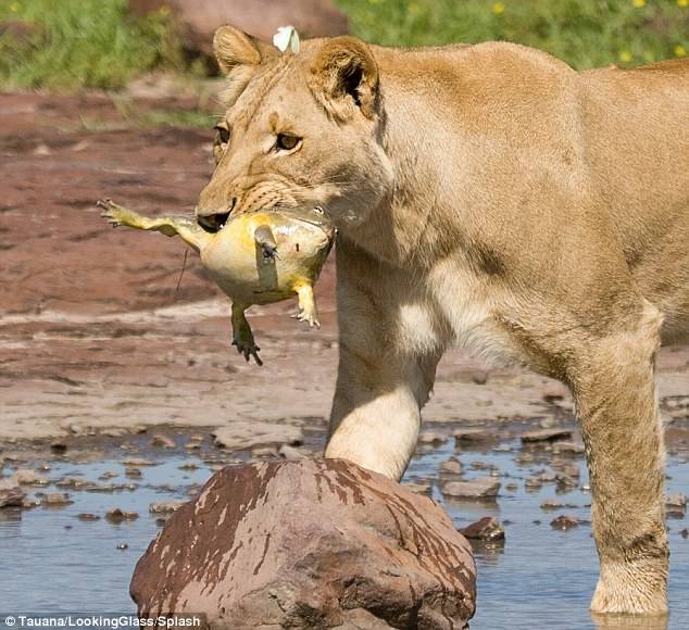 A Man and His Lioness