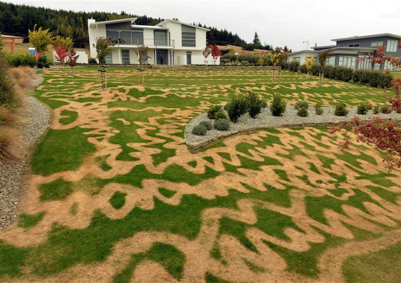 messed up lawn