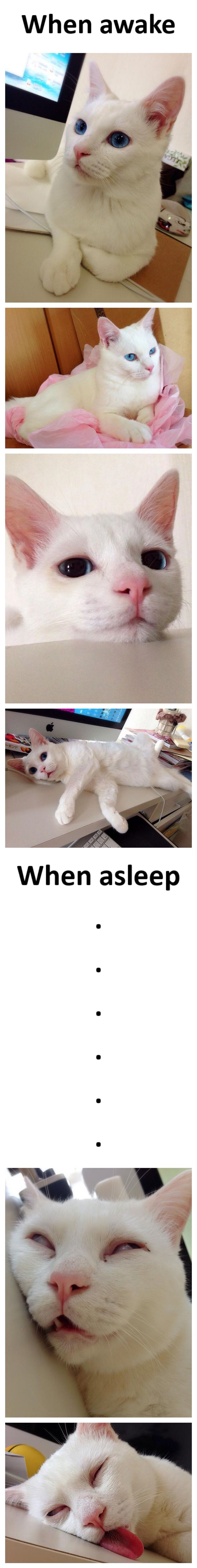 Cat - When awake When asleep