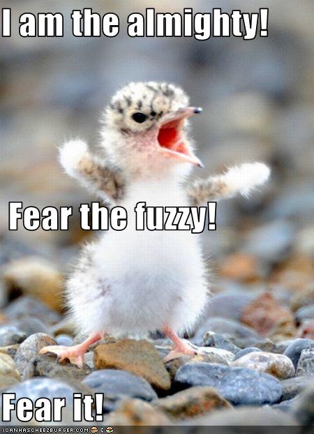 bird memes - I am the almighty! Fear the fuzzy! Fear it! Icanhascherzburger.Com
