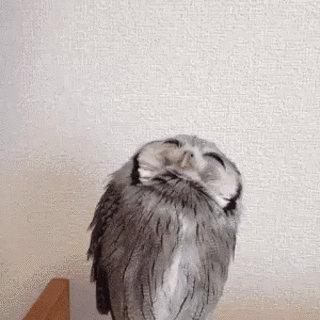 owl feather gif
