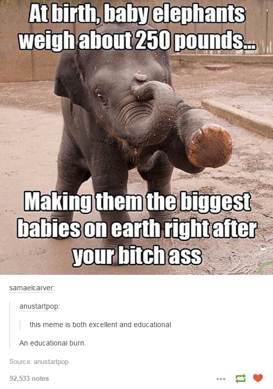 muriwai - At birth, baby elephants weigh about 250 pounds... Making them the biggest babies on earth right after your bitch ass samaelcarver anustartpop this meme is both excellent and educational An educational bum Sourceasta 52.533 notes