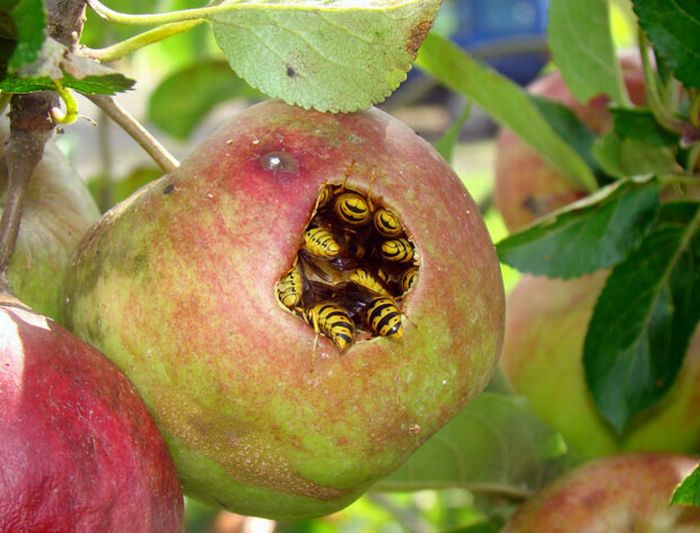 bees in apple