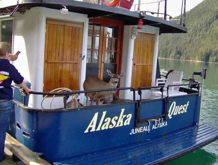 Deer - Ouest Juneau Alaska