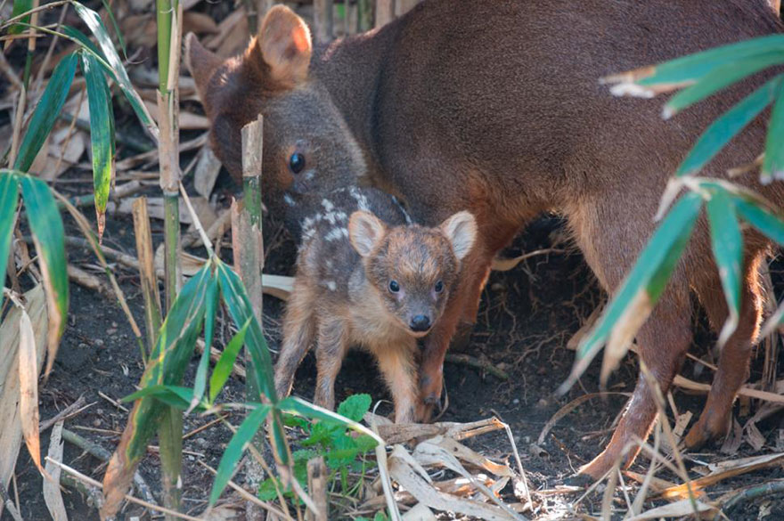 fawn just born