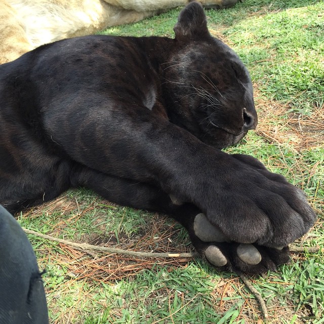 black panther paws - 2