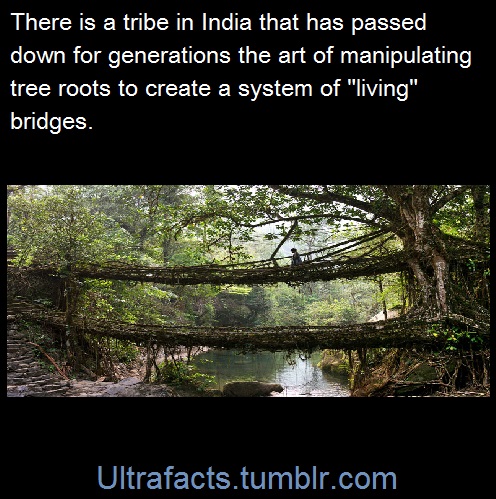 nature - There is a tribe in India that has passed down for generations the art of manipulating tree roots to create a system of "living", bridges. 'Ultrafacts.tumblr.com
